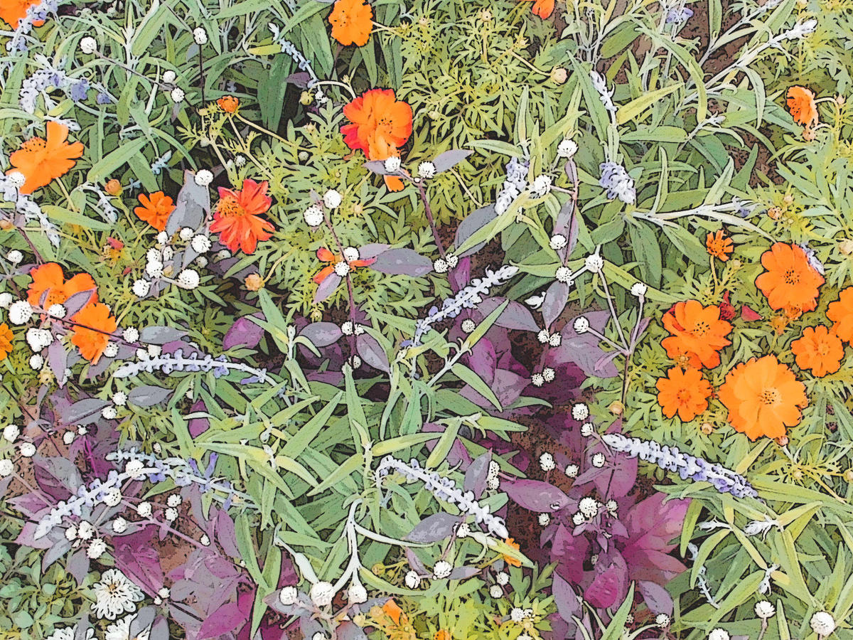 桜木町駅前広場の植栽が秋の花苗になりました トピックス みなとみらいエリアマネジメント公式サイト Mm A M